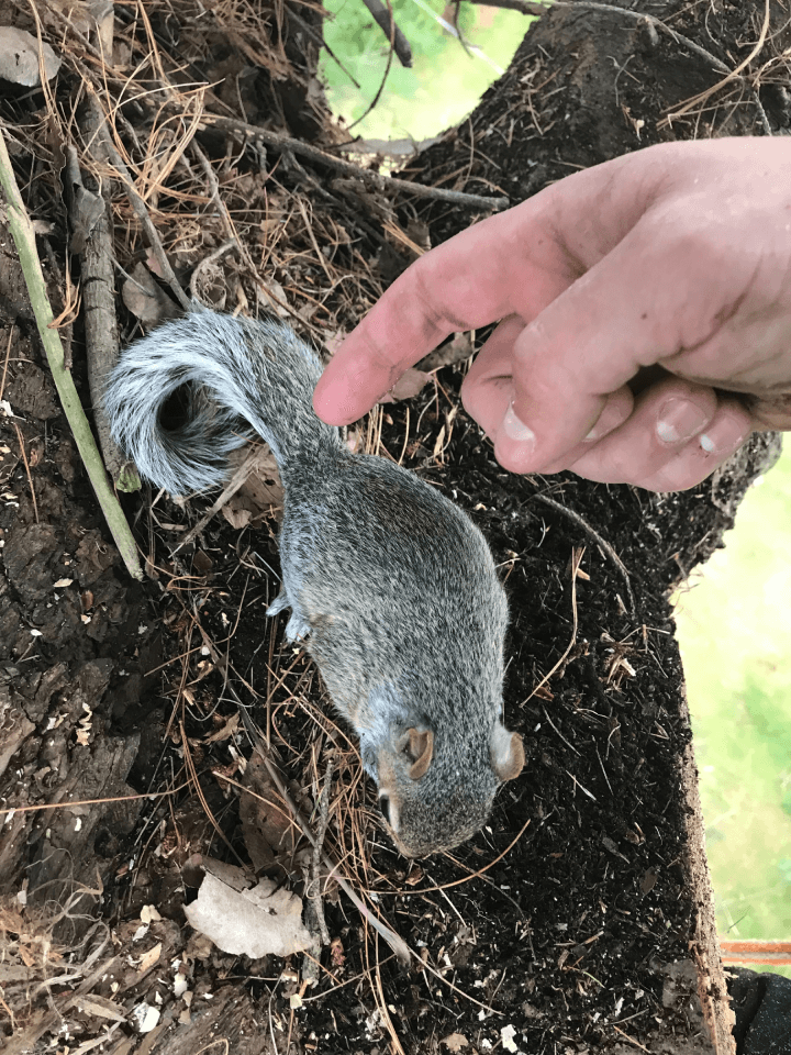 A person is touching a squirrel 's tail with their finger.