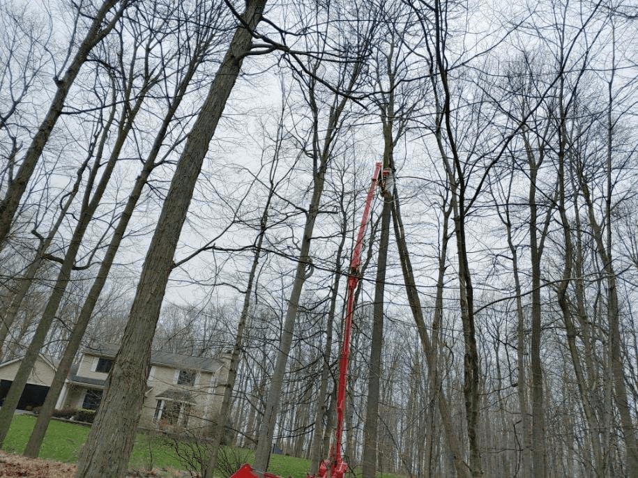 A red crane is cutting a tree in the middle of a forest.