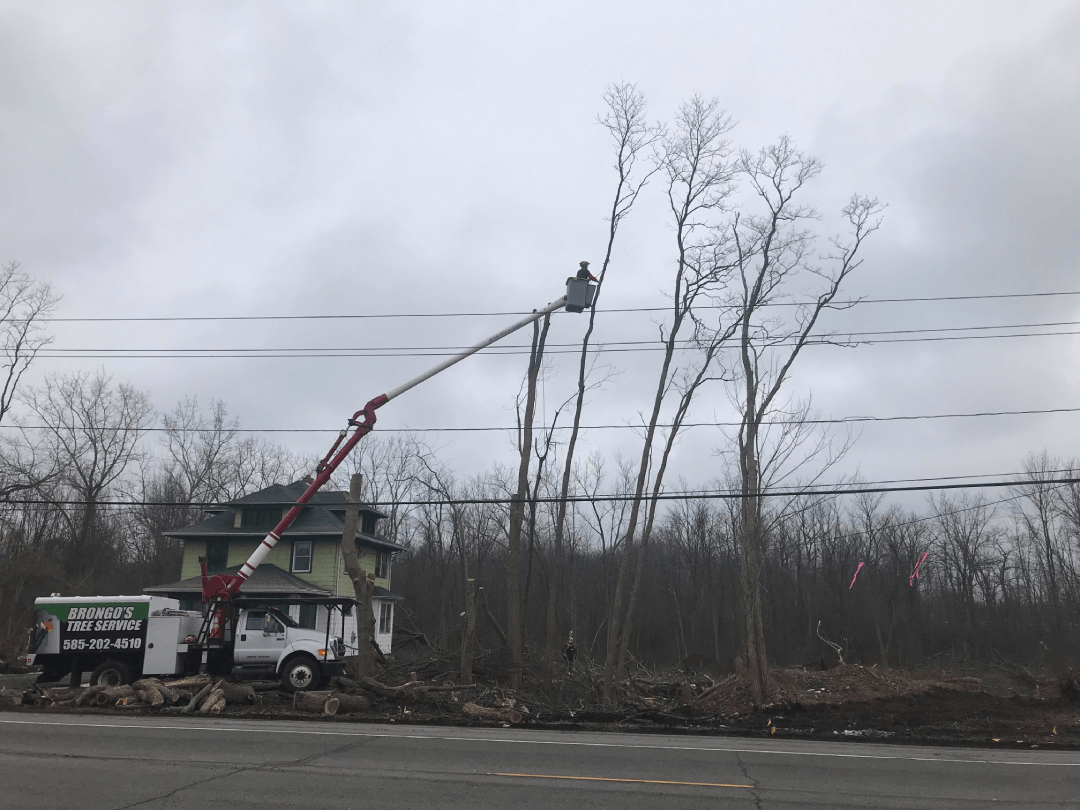 A man is cutting a tree with a crane in front of a house.
