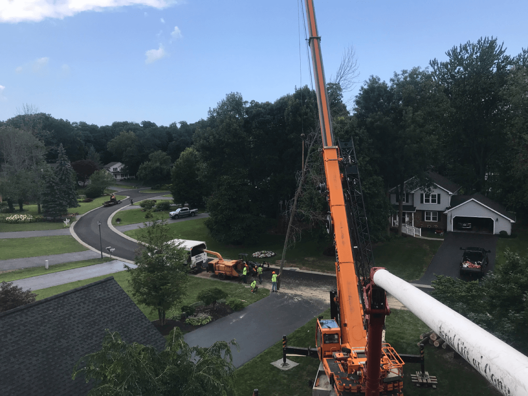 A crane is lifting a tree in a residential area.