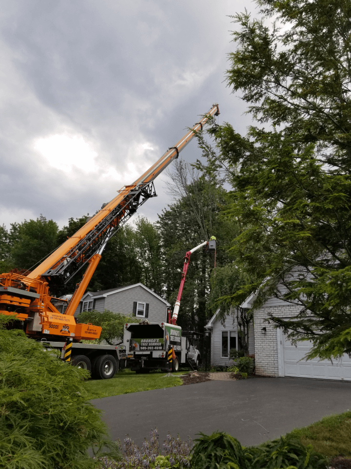A crane is cutting a tree in front of a house