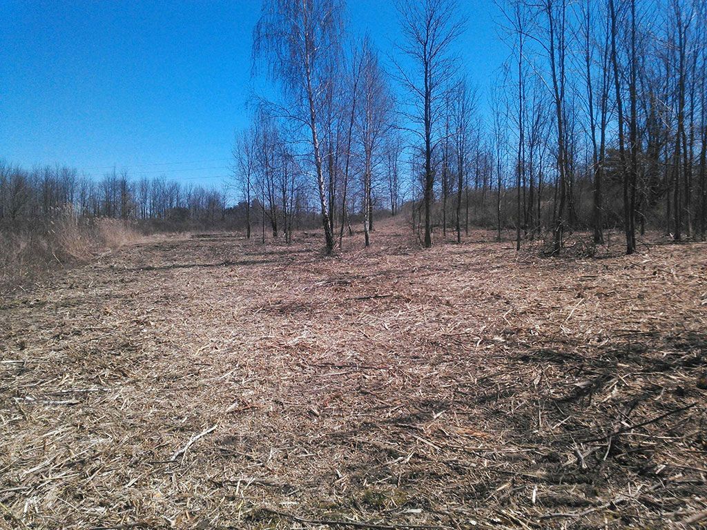 A field with trees in the background and a blue sky