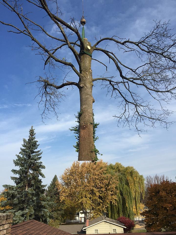 A large tree is sitting on top of a house in a residential area.