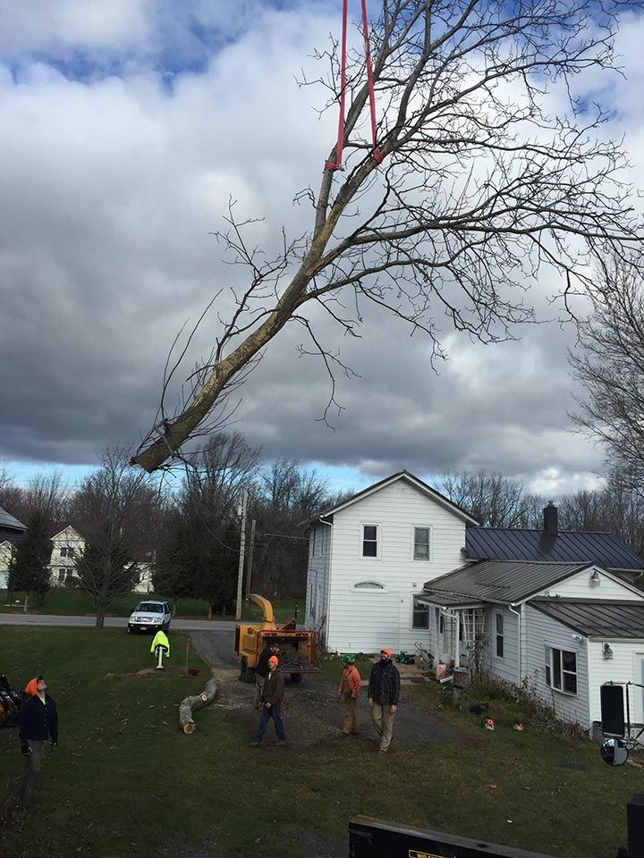 A tree is being removed from a house by a crane.
