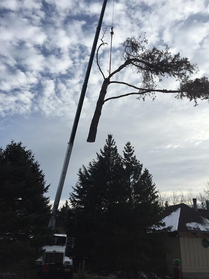 A crane is lifting a tree branch in the air