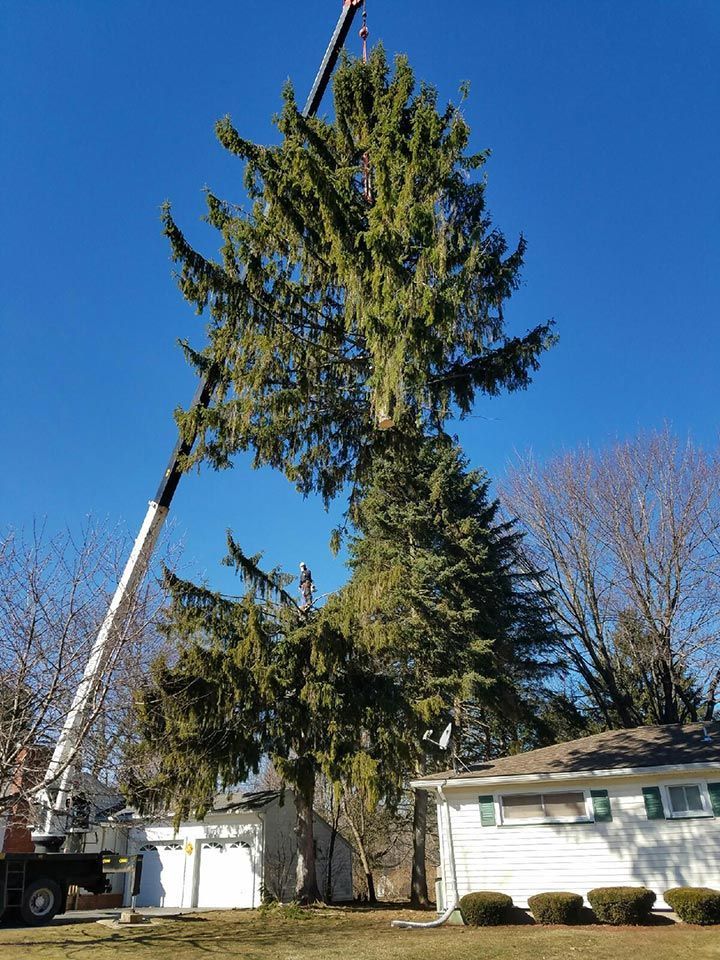 A large pine tree is being cut down by a crane in front of a house.