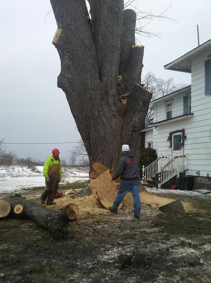 Two men are cutting down a large tree in front of a house