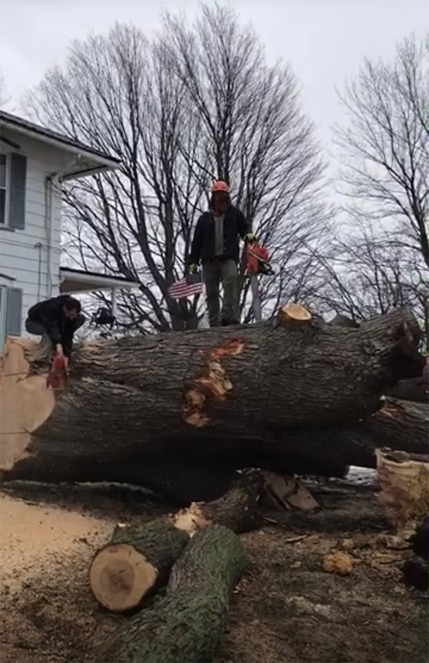 A man is standing on top of a large log with a chainsaw.