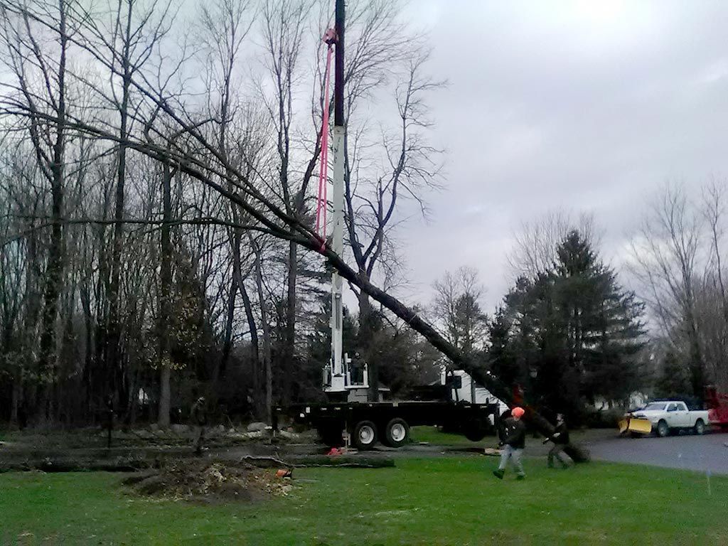 A large tree is being removed by a crane.