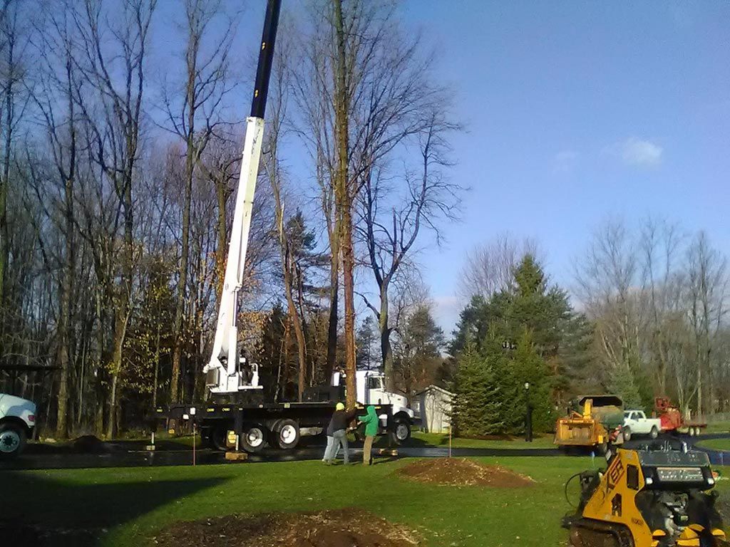 A crane is lifting a tree in a yard.