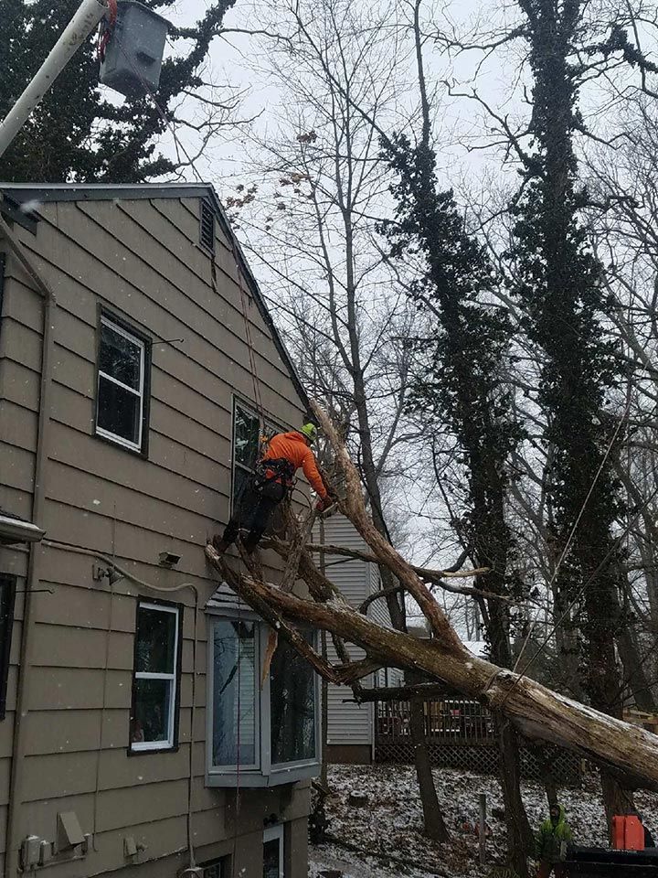 A man is cutting a tree branch in front of a house.