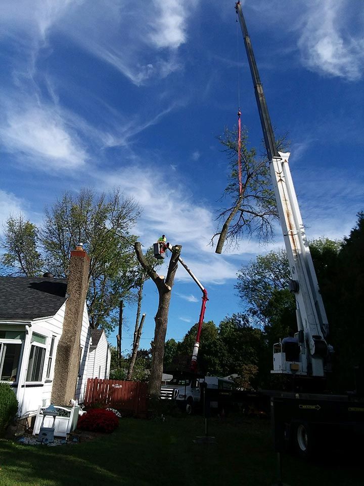 A crane is lifting a tree in front of a house.