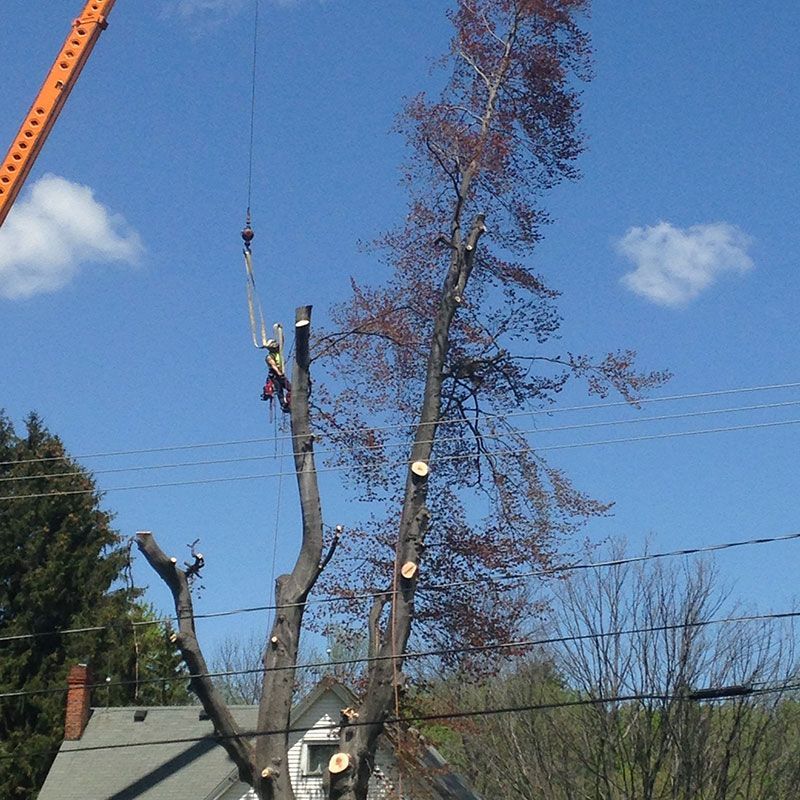 A tree is being cut down by a crane in front of a house