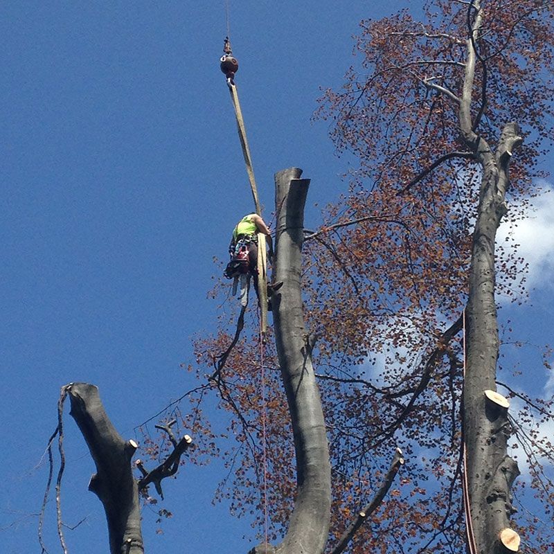 A man is cutting a tree with a chainsaw