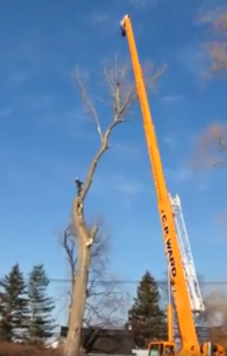 A large yellow crane is cutting a tree.