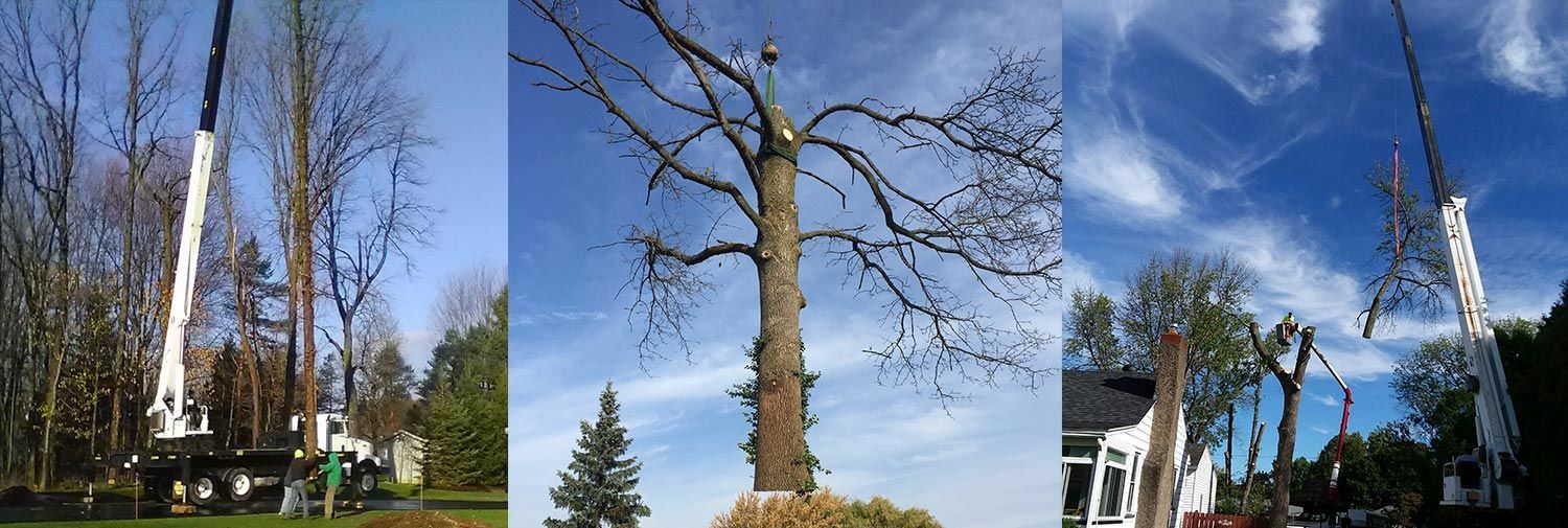 A collage of three pictures of a tree being cut down by a crane.