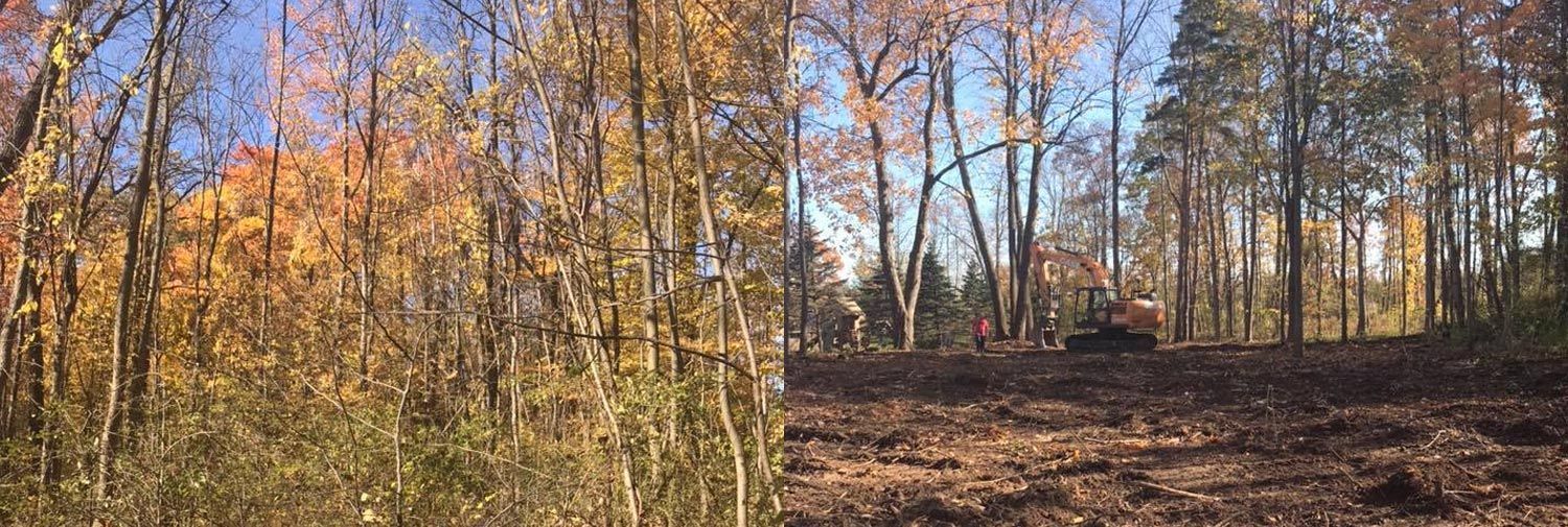 A lush green forest with trees covered in leaves on a sunny day.