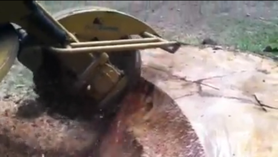 A stump grinder is cutting a tree stump in half.