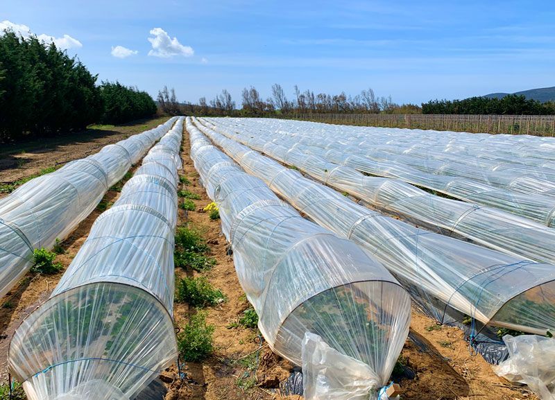 Campo di fragole
