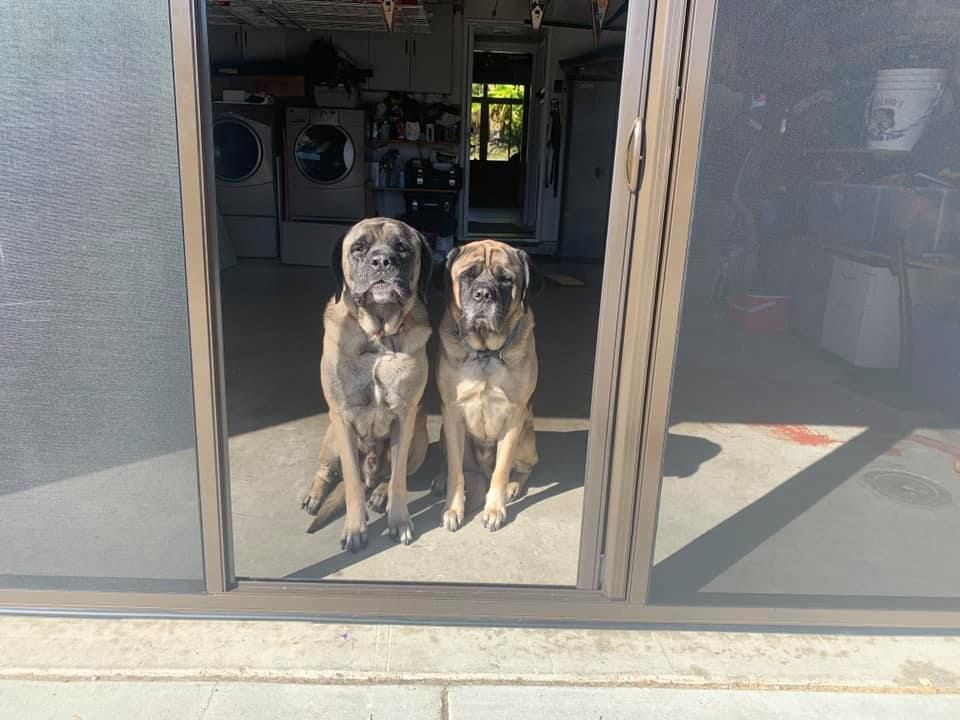 Two dogs are sitting in front of a sliding glass door.