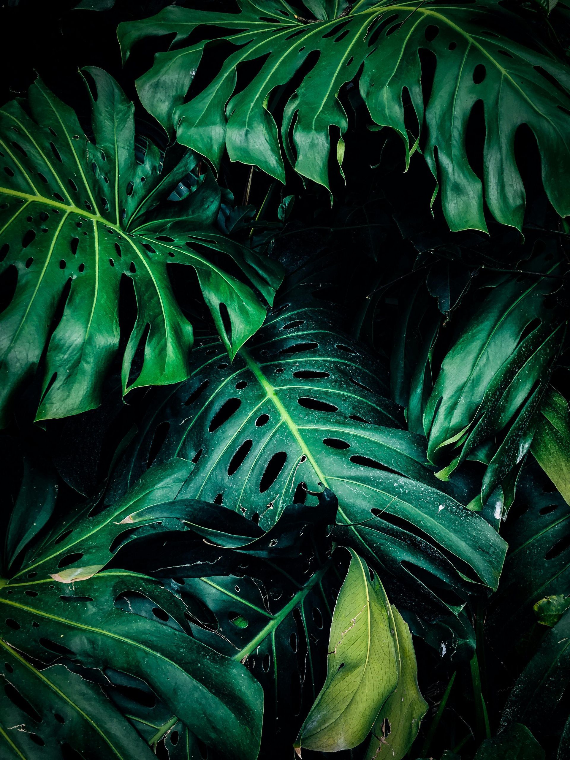 A close up of a tropical plant with lots of green leaves