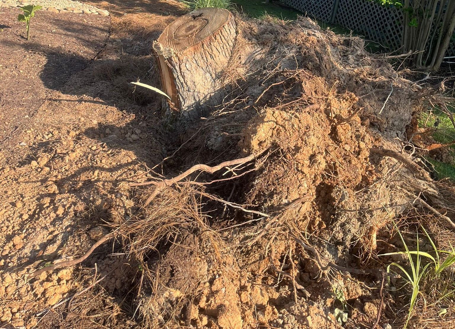 A person is raking leaves in a pile with a rake.