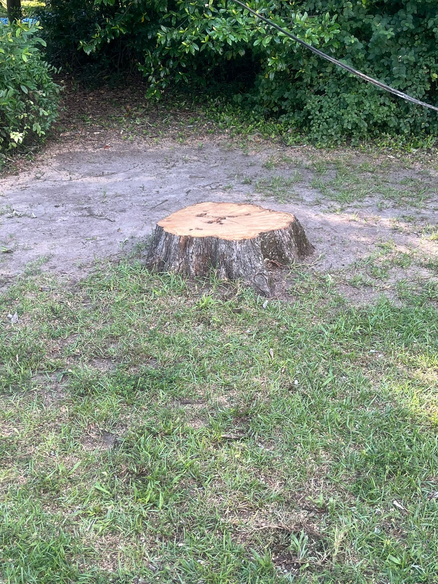 A tree stump in the middle of a forest.