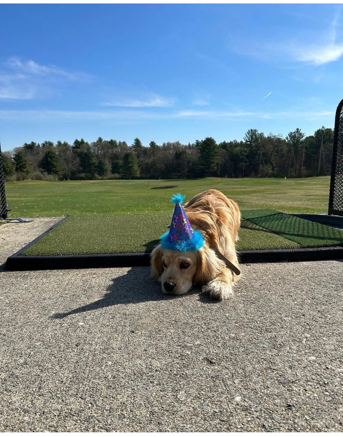 Golden retriever wearing a blue party hat, lying on a golf course. Bright sunny day.