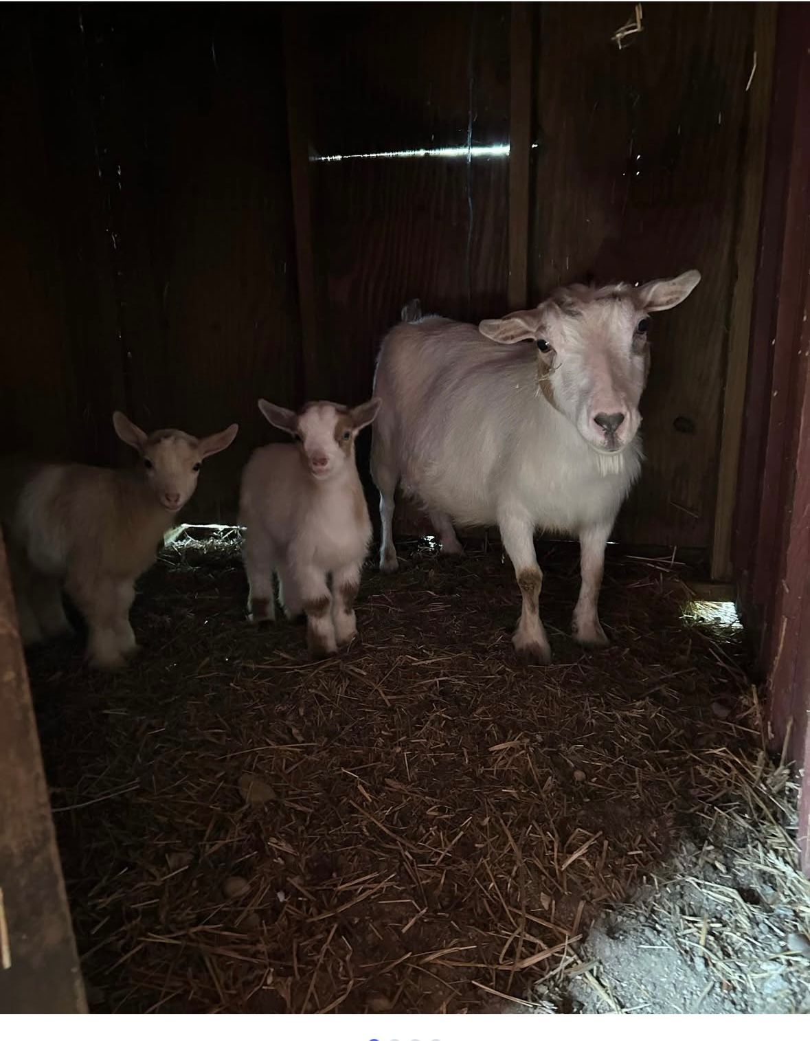A mother goat and two kids stand in a dimly lit barn.
