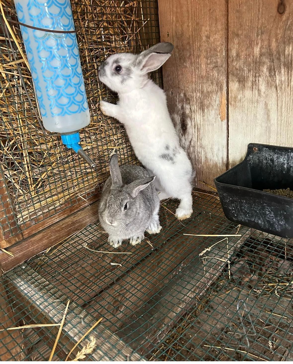 Two rabbits inside a wooden hutch: one gray, one white with gray spots, reaching for a water bottle.