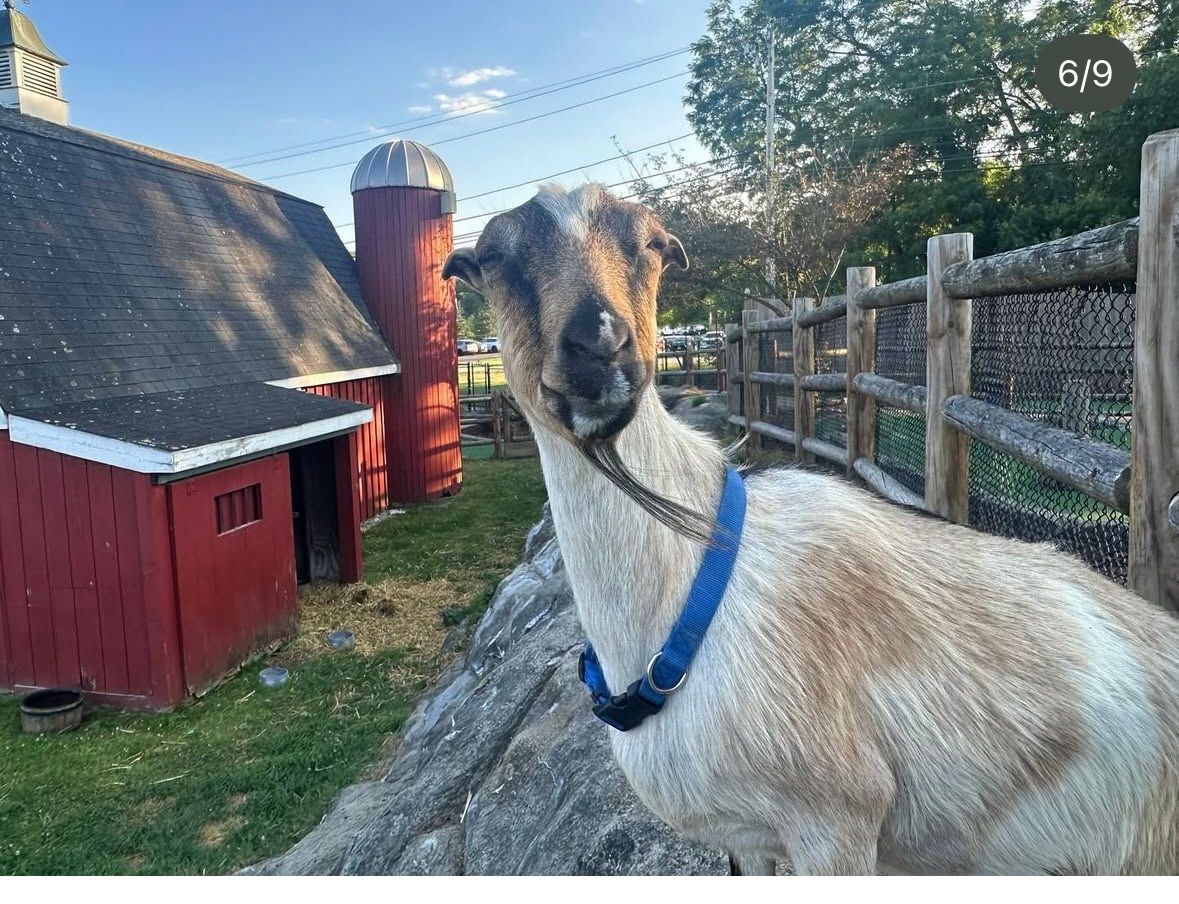 Goat with brown and white fur wearing a blue collar, standing outside a red barn and silo.