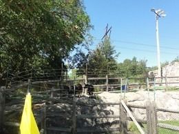 Goats in a fenced enclosure, trees, and utility poles under a blue sky.