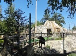 Black goat stands on a rocky ledge near a wooden fence, with a stone structure in the background.