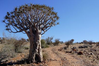 Natuur Friersdale, Kokerboom