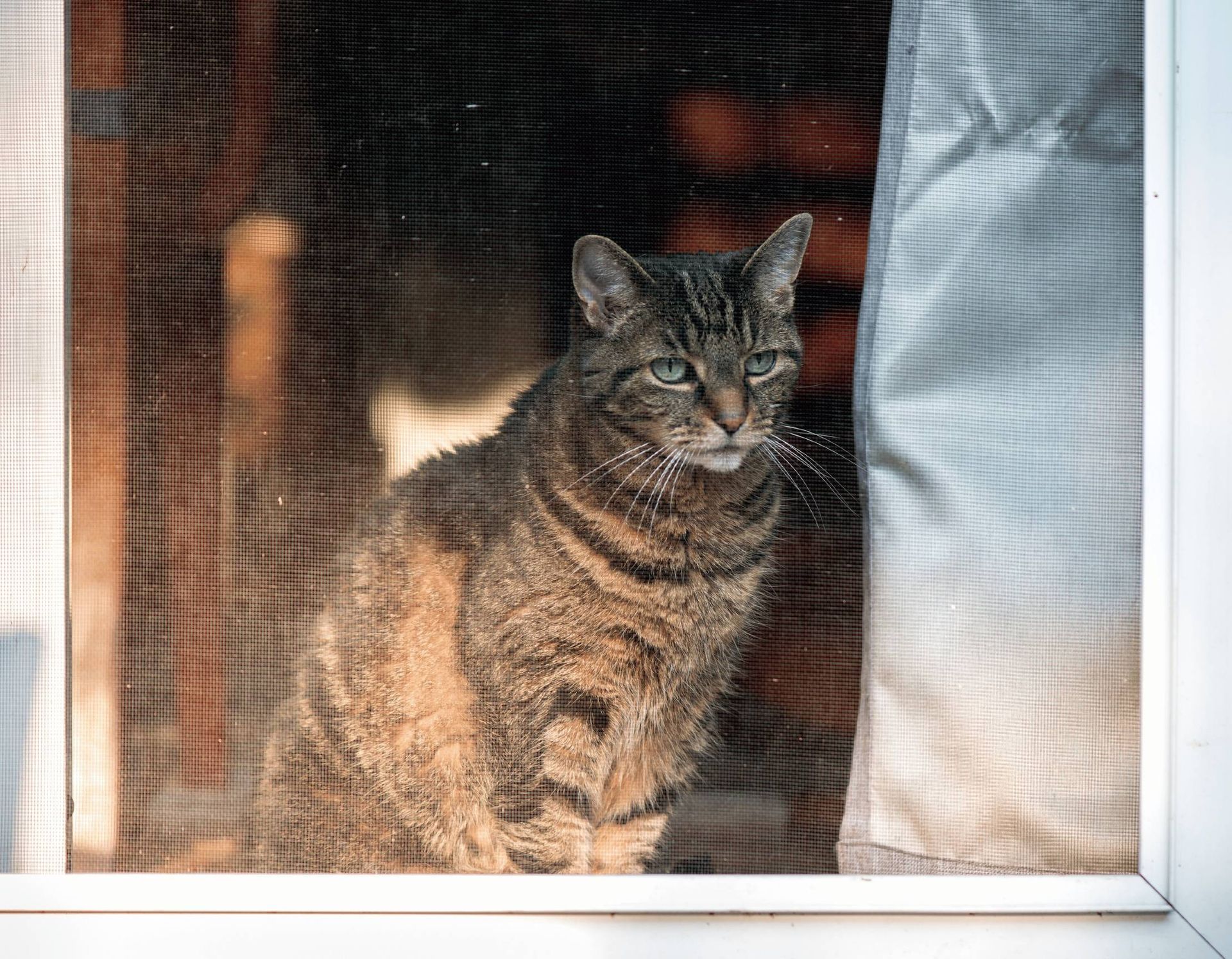 A cat is sitting in a screen door looking out.