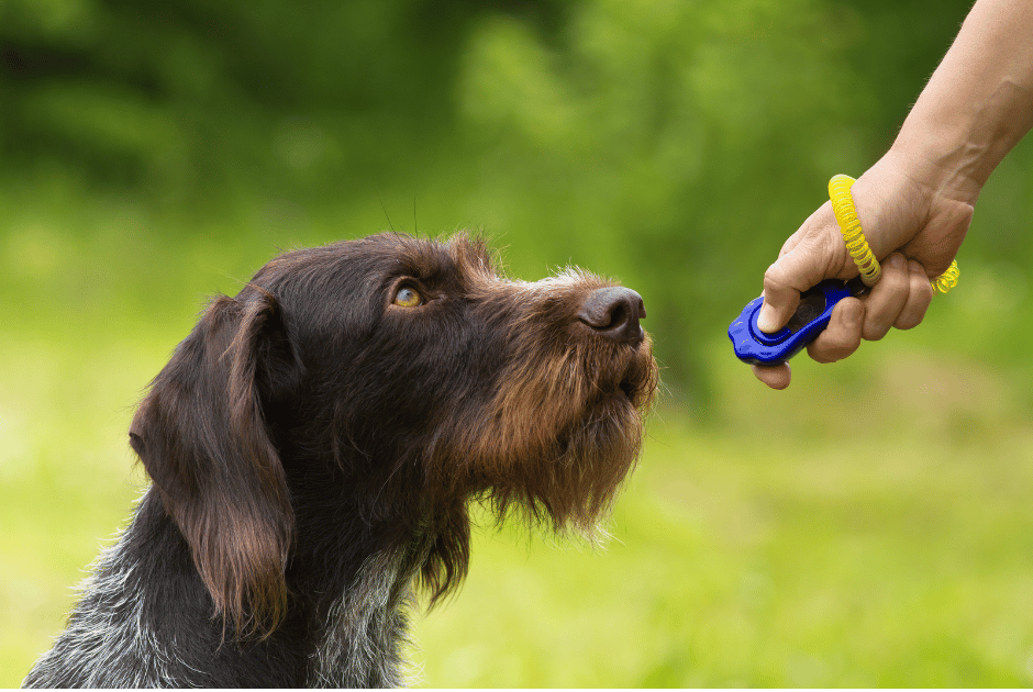 A dog is biting a person 's arm while wearing a harness.