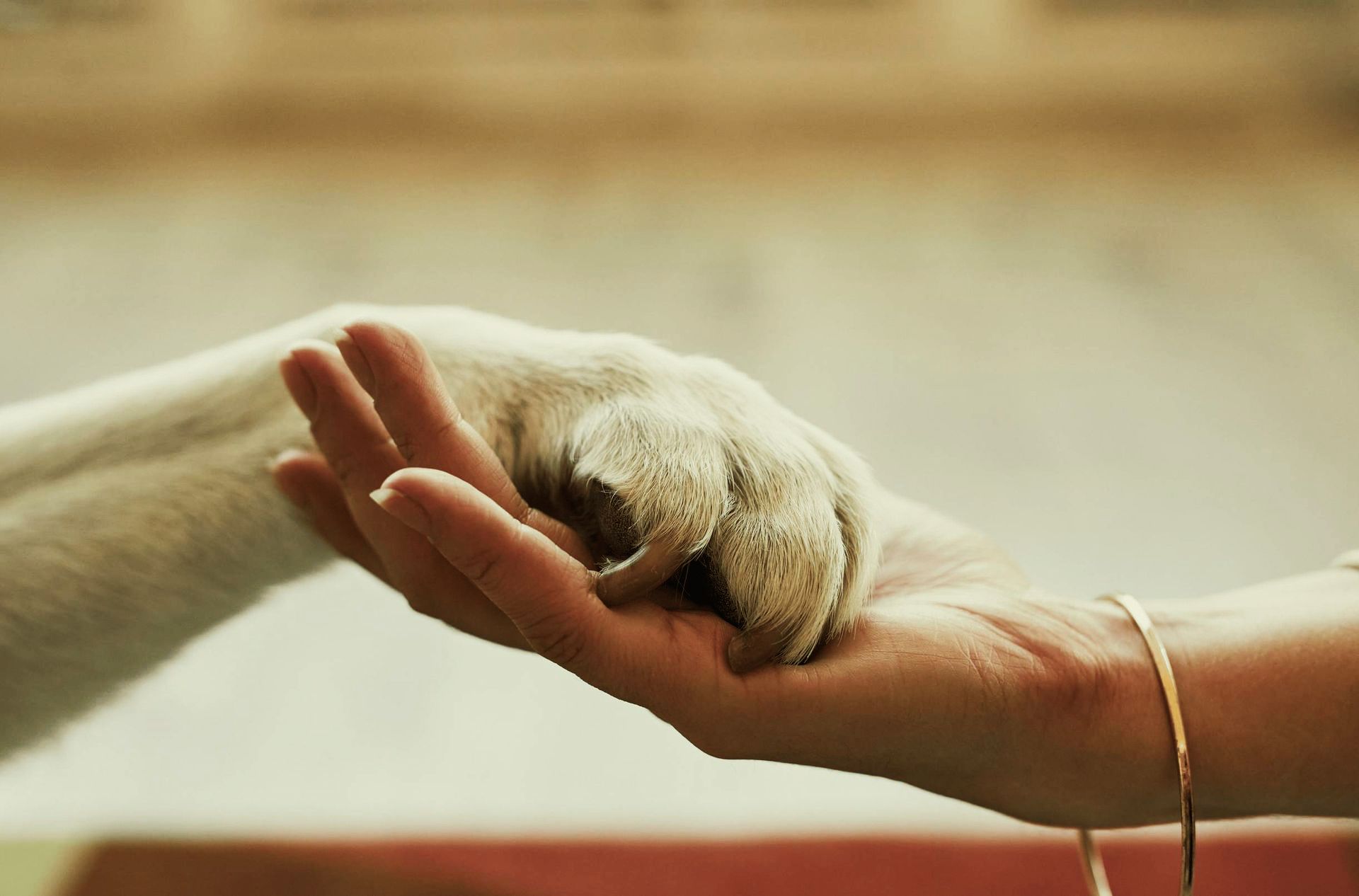 A person is holding a dog 's paw in their hand.