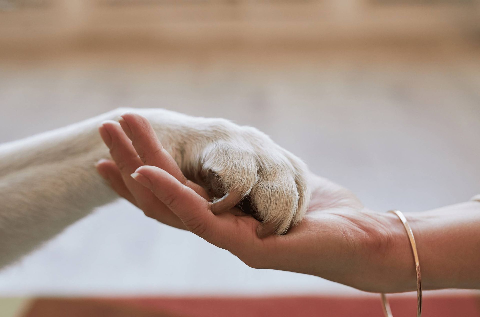 A person is holding a dog 's paw in their hand.