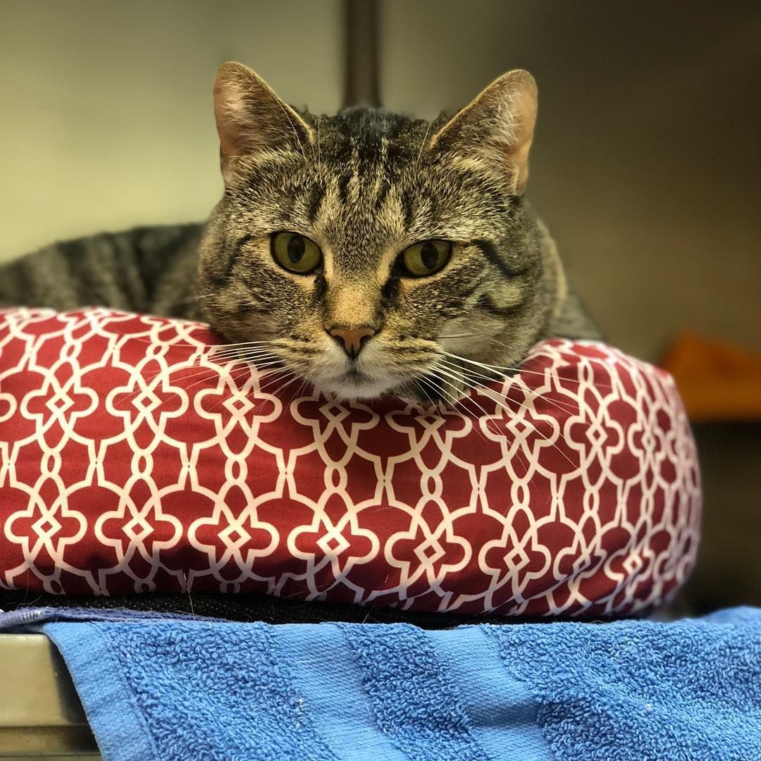 A cat is laying on a red and white pillow.