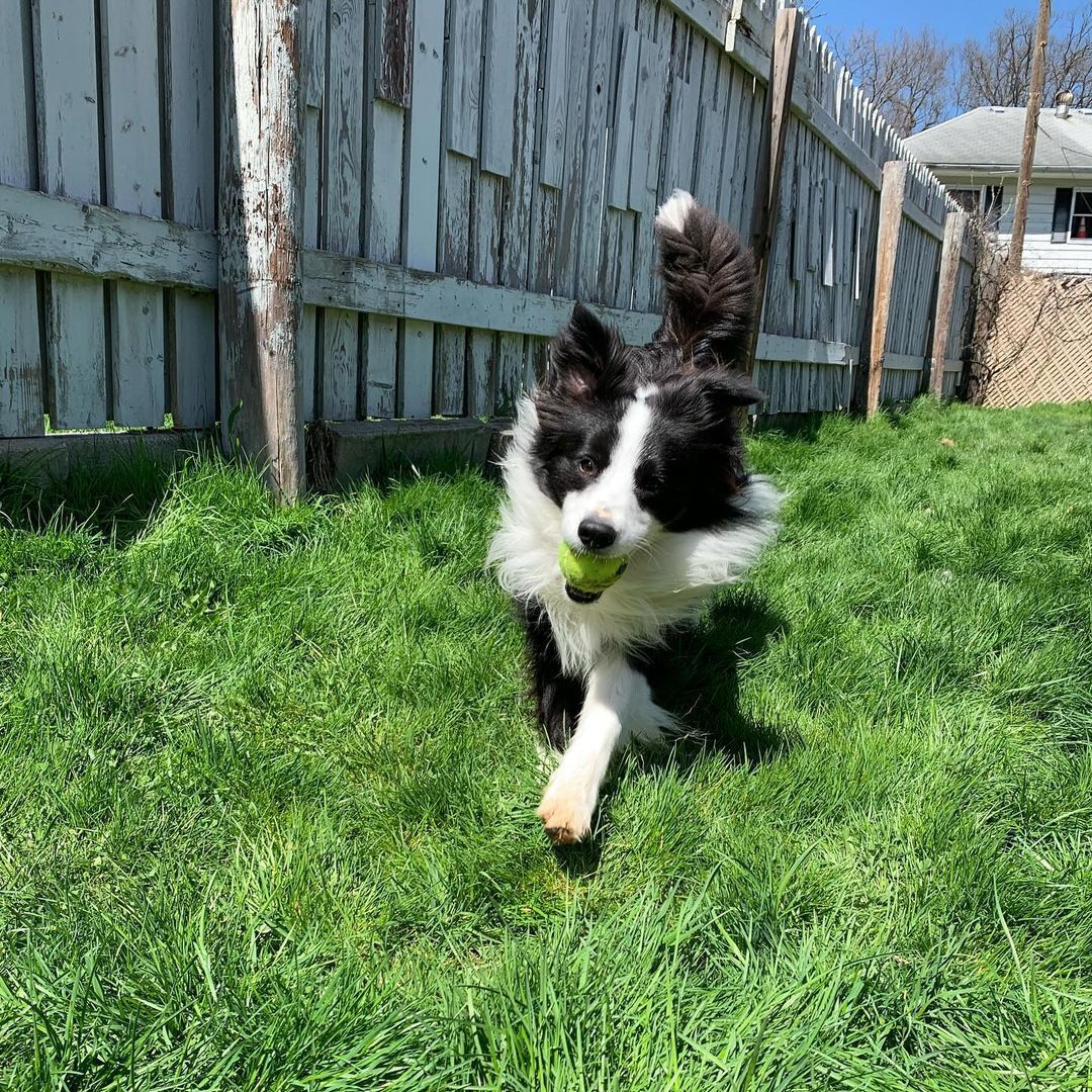 A black and white dog is running in the grass with a tennis ball.