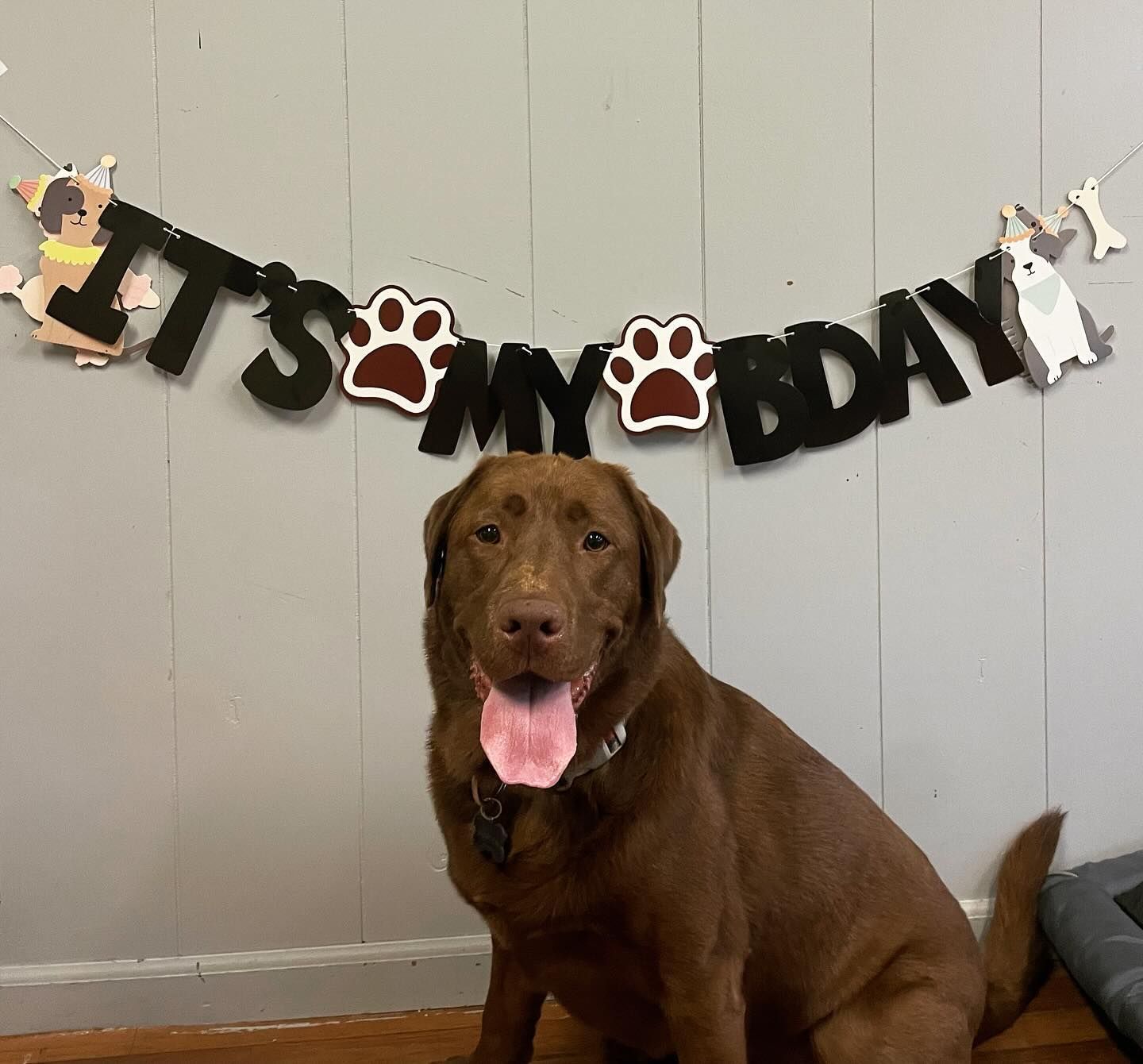 A brown dog is sitting in front of a banner that says it 's my day