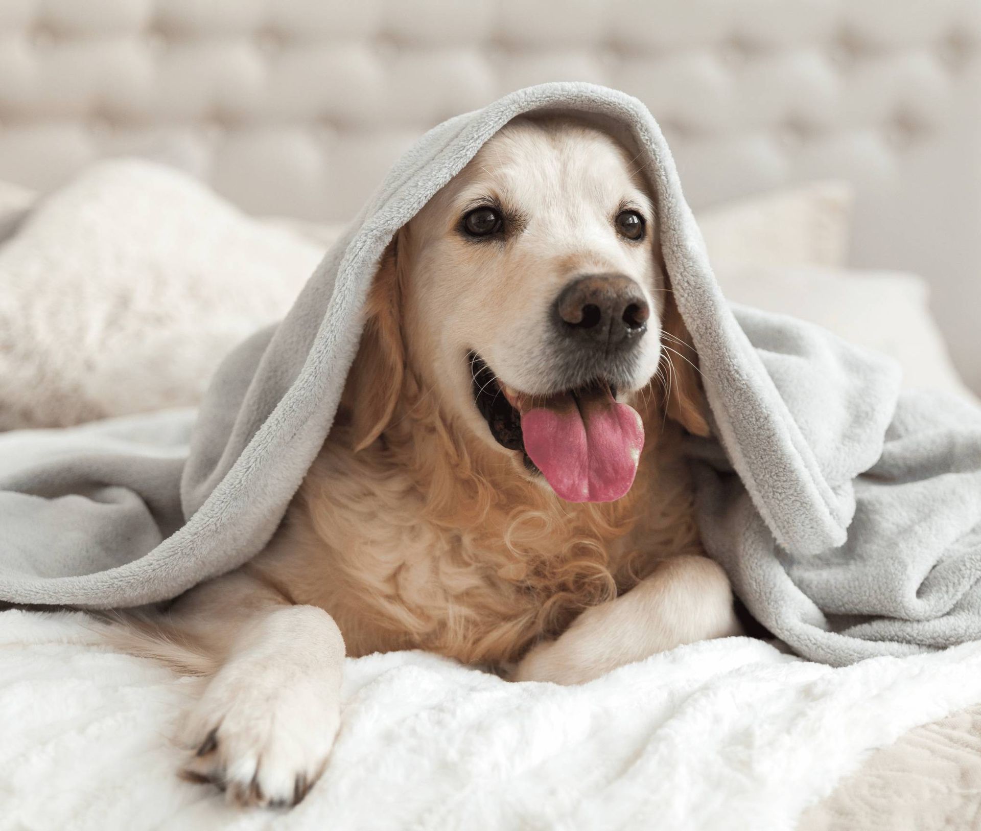 A dog is laying on a bed under a blanket.
