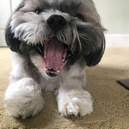 A small dog is yawning with its mouth open.