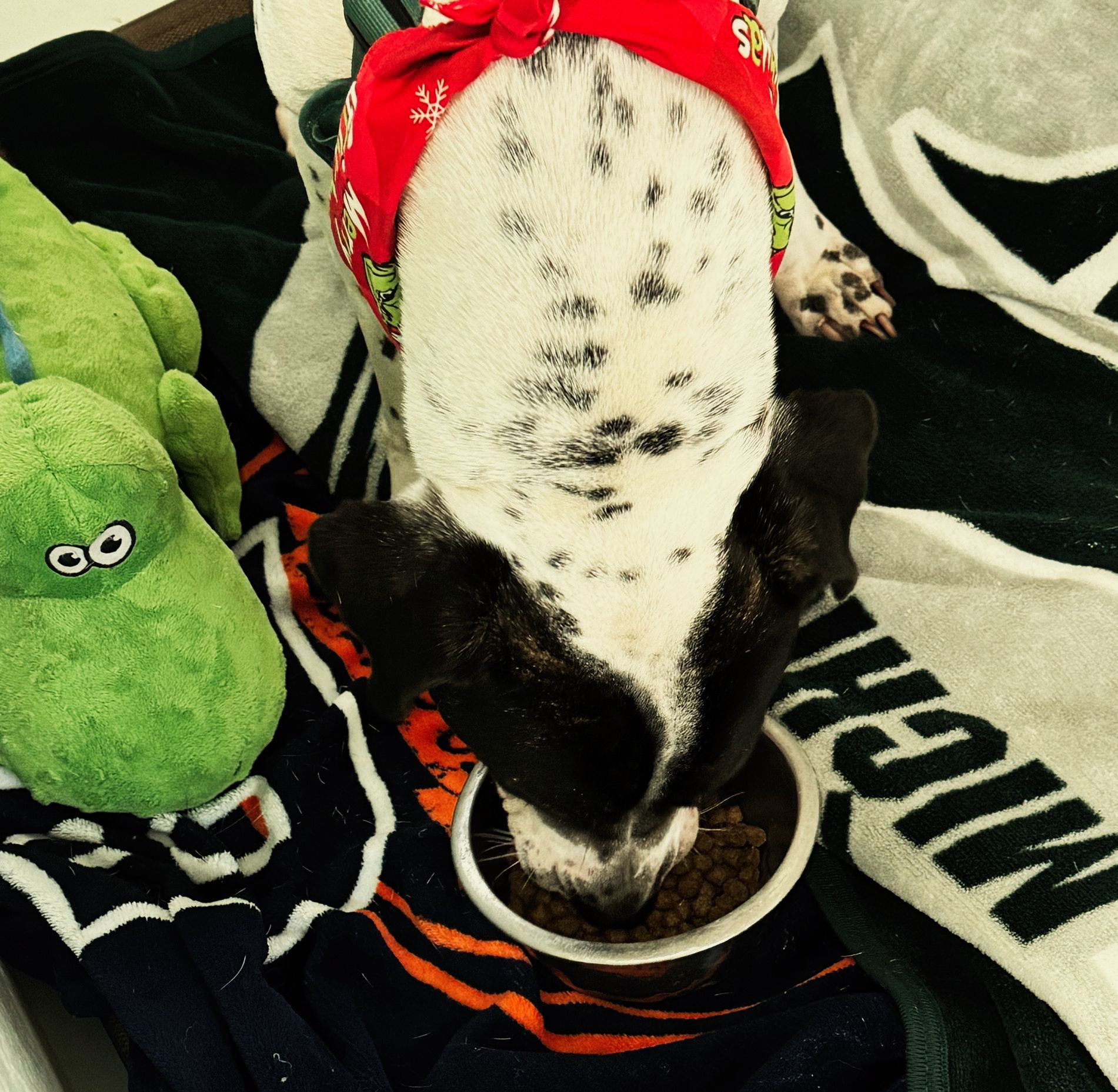 Dog eating in his room.