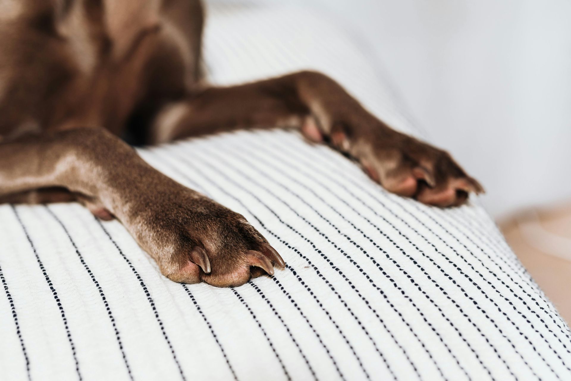A close up of a dog 's paws on a bed.