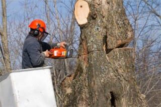 Tree trimmer at work — Licensed Experts in Aurora, IL