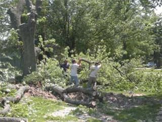 Tree care and removal — Affordable Tree Service in Aurora, IL