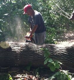Man cutting tree — Tree Removal in Aurora, IL