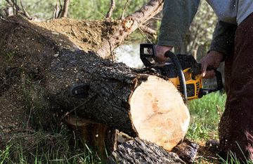 Emergency Tree Removal Services in Aurora, IL