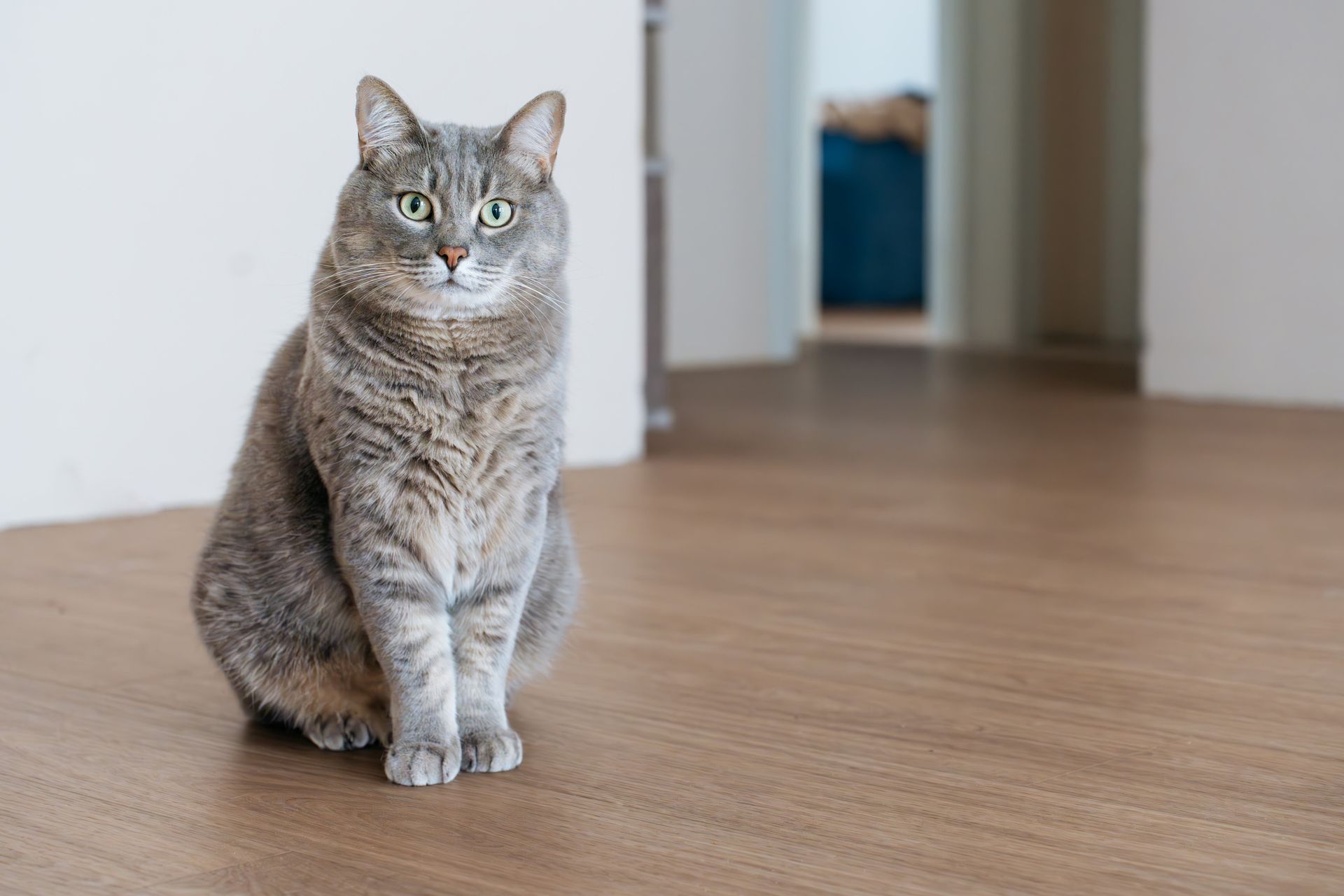 Cat resting on hybrid waterproof flooring in an Adelaide home Modern Floors installation